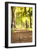 Duck Walk-Karyn Millet-Framed Photographic Print