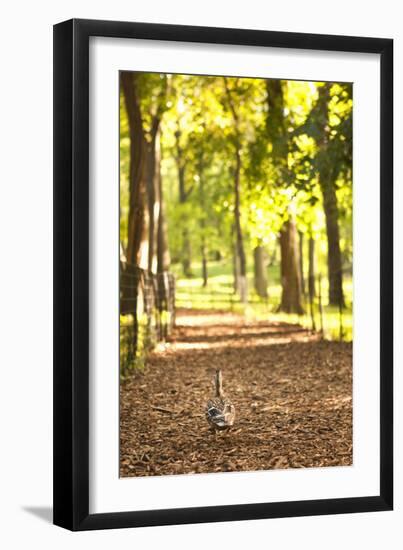 Duck Walk-Karyn Millet-Framed Photographic Print