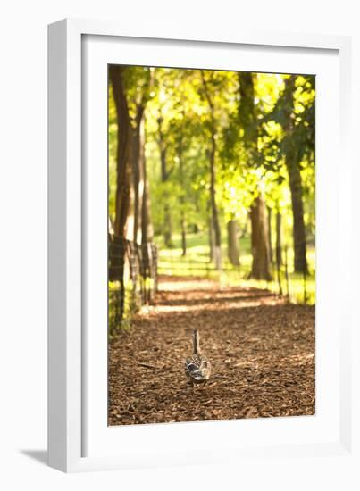 Duck Walk-Karyn Millet-Framed Photographic Print