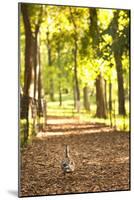 Duck Walk-Karyn Millet-Mounted Photographic Print