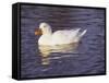 Duck-Lauree Feldman-Framed Stretched Canvas