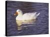 Duck-Lauree Feldman-Stretched Canvas