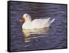 Duck-Lauree Feldman-Framed Stretched Canvas