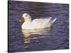 Duck-Lauree Feldman-Stretched Canvas