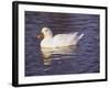 Duck-Lauree Feldman-Framed Photographic Print