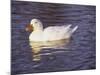 Duck-Lauree Feldman-Mounted Photographic Print