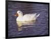 Duck-Lauree Feldman-Framed Photographic Print