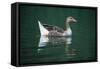 Duck-null-Framed Stretched Canvas