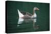 Duck-null-Stretched Canvas