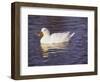 Duck-Lauree Feldman-Framed Photographic Print