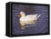 Duck-Lauree Feldman-Framed Stretched Canvas