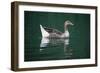 Duck-null-Framed Photographic Print