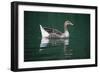 Duck-null-Framed Photographic Print