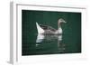 Duck-null-Framed Photographic Print