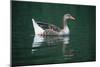 Duck-null-Mounted Photographic Print