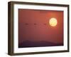 Duck-null-Framed Photographic Print