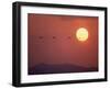 Duck-null-Framed Photographic Print