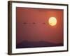 Duck-null-Framed Photographic Print