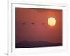 Duck-null-Framed Photographic Print