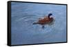 Duck-Michael Jackson-Framed Stretched Canvas