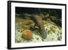 Duckbill Platypus Swimming Underwater-null-Framed Photographic Print