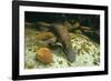 Duckbill Platypus Swimming Underwater-null-Framed Photographic Print