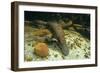 Duckbill Platypus Swimming Underwater-null-Framed Photographic Print