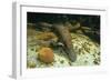 Duckbill Platypus Swimming Underwater-null-Framed Photographic Print