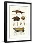 Duckbilled Platypus, 1824-Karl Joseph Brodtmann-Framed Giclee Print