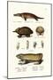 Duckbilled Platypus, 1824-Karl Joseph Brodtmann-Mounted Giclee Print