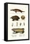 Duckbilled Platypus, 1824-Karl Joseph Brodtmann-Framed Stretched Canvas