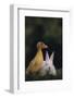 Duckling and Rabbit-DLILLC-Framed Photographic Print