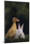 Duckling and Rabbit-DLILLC-Mounted Photographic Print