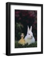 Duckling and Rabbit-DLILLC-Framed Photographic Print