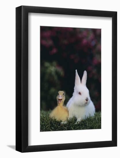 Duckling and Rabbit-DLILLC-Framed Photographic Print