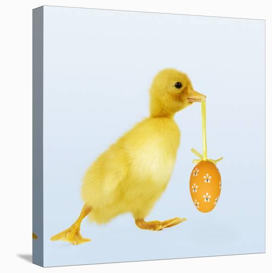 Duckling Carrying Easter Egg-null-Stretched Canvas