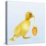 Duckling Carrying Easter Egg-null-Stretched Canvas