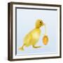 Duckling Carrying Easter Egg-null-Framed Photographic Print