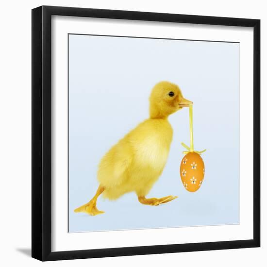 Duckling Carrying Easter Egg-null-Framed Photographic Print