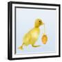 Duckling Carrying Easter Egg-null-Framed Photographic Print