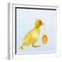 Duckling Carrying Easter Egg-null-Framed Photographic Print