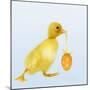 Duckling Carrying Easter Egg-null-Mounted Photographic Print