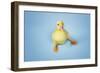 Duckling on Blue Background, Close-Up-null-Framed Photo