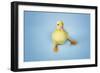 Duckling on Blue Background, Close-Up-null-Framed Photo