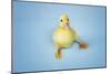 Duckling on Blue Background, Close-Up-null-Mounted Photo