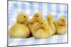 Duckling Sitting in Front of Four Ducklings-null-Mounted Photographic Print