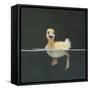 Duckling Swimming on Water Surface, UK-Jane Burton-Framed Stretched Canvas