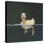 Duckling Swimming on Water Surface, UK-Jane Burton-Stretched Canvas