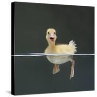 Duckling Swimming on Water Surface, UK-Jane Burton-Stretched Canvas