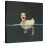 Duckling Swimming on Water Surface, UK-Jane Burton-Stretched Canvas